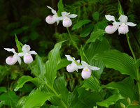 [Showy Ladyslippers]