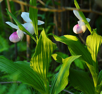 [Showy Ladyslippers]