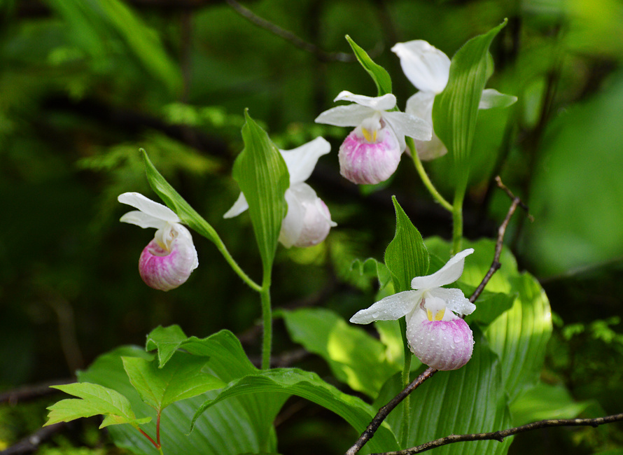 [Showy Ladyslippers]