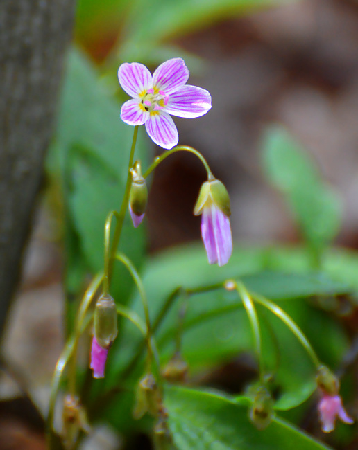 [Spring Beauty]