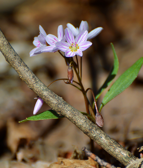 [Spring Beauty]