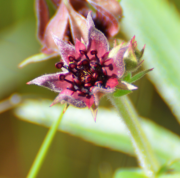 [Swamp Cinquefoil]