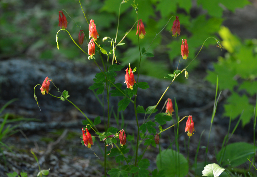 [Wild Columbine]