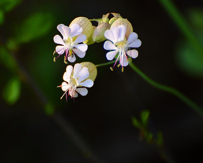 [Bladder Campion]