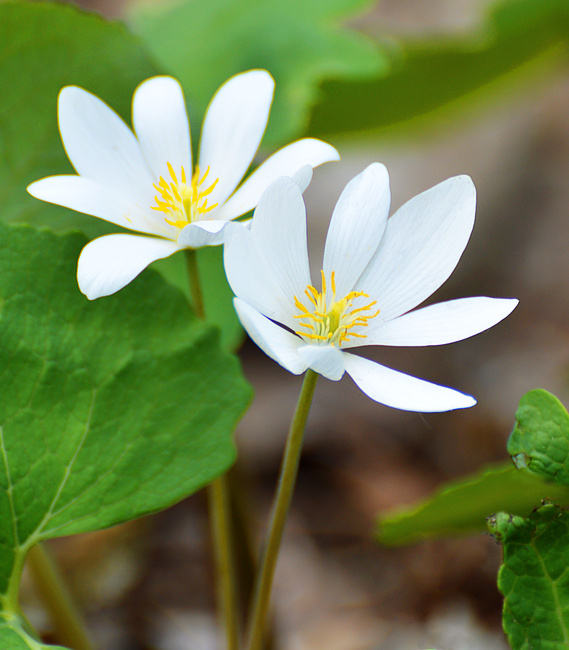 [Bloodroot]