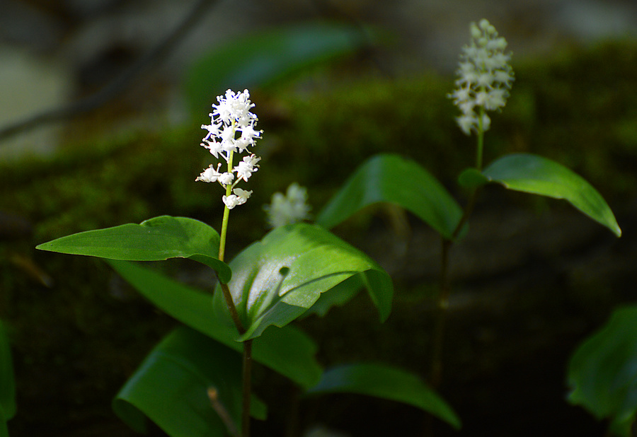 [Canada Mayflower]