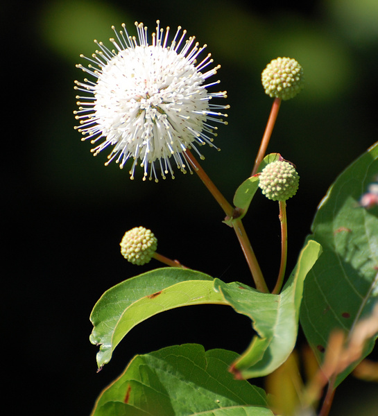 [Common Buttonbush]