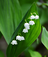 [Lily-of-the-valley]