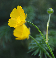 [Common Buttercup]
