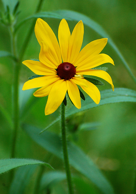 [Black-eyed Susan]