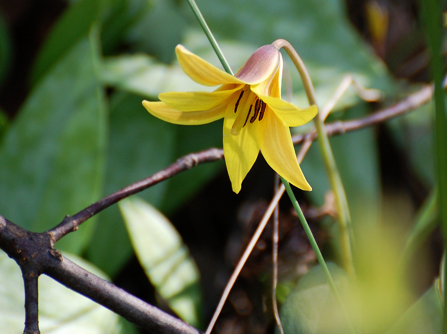 [Trout Lily]