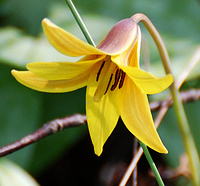 [Trout Lily]