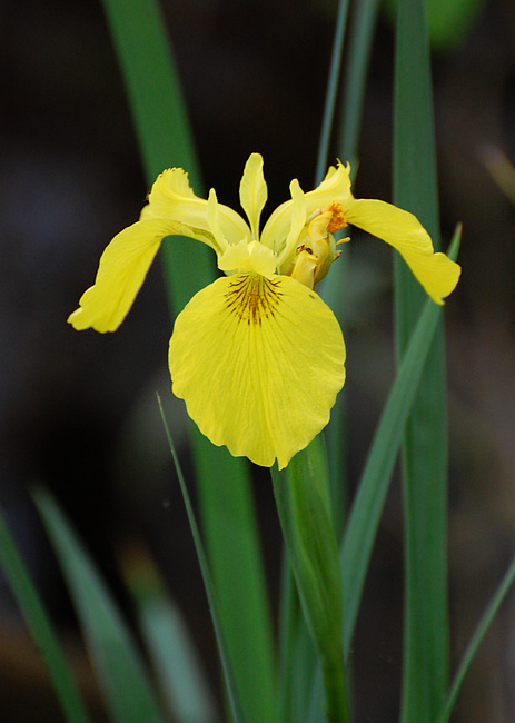 [Yellow Iris]