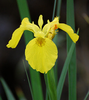 [Yellow Iris]