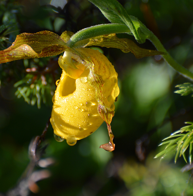 [Yellow Ladyslipper]