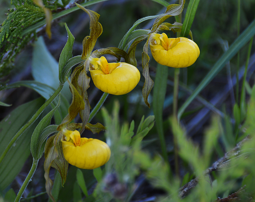 [Yellow Ladyslippers]