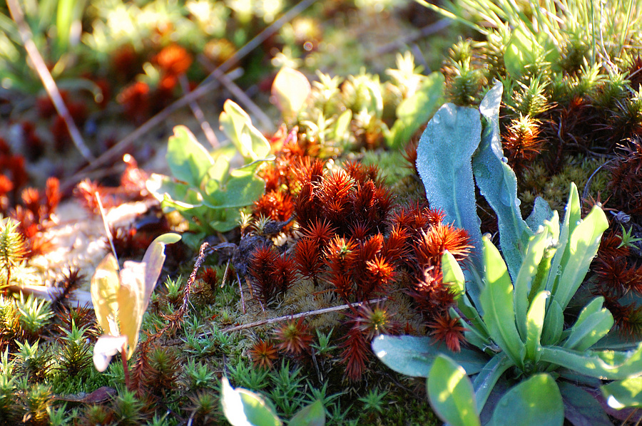 [Heron Lake Barrens]