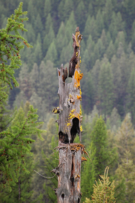 [Lichen Snag]