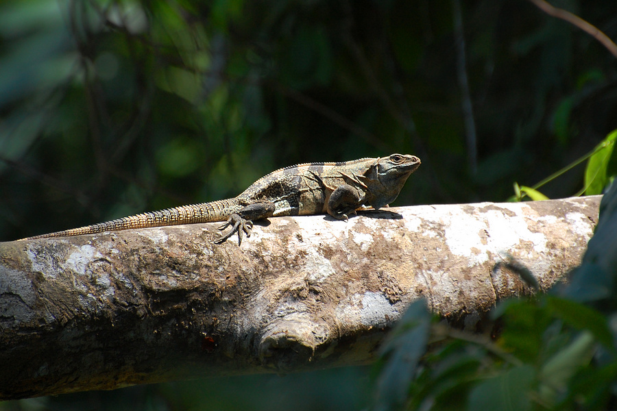 [Forest Iguana]