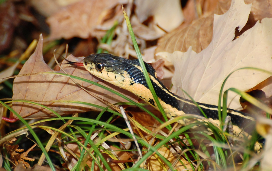 [Garter Snake]