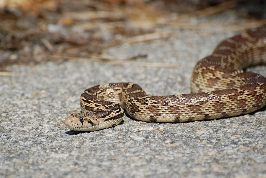 [Great Basin Gopher Snake]