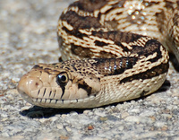 [Great Basin Gopher Snake]