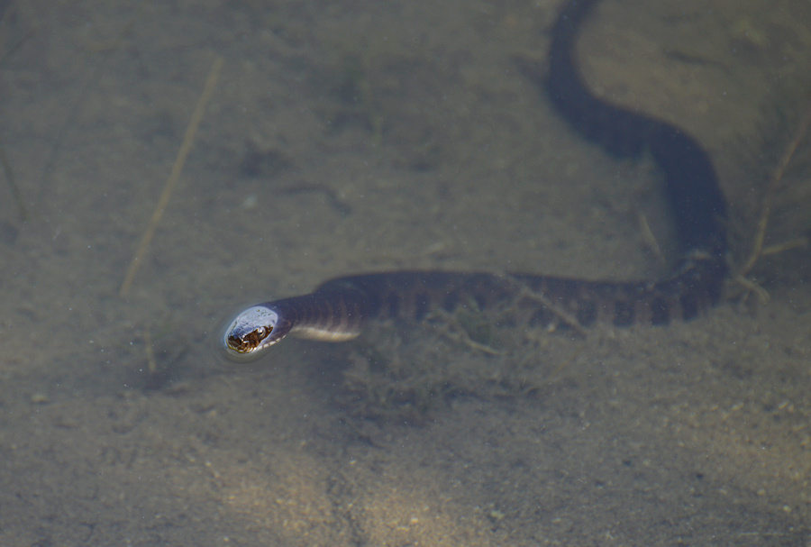 [Northern Water Snake]