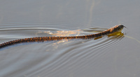 [Northern Water Snake]