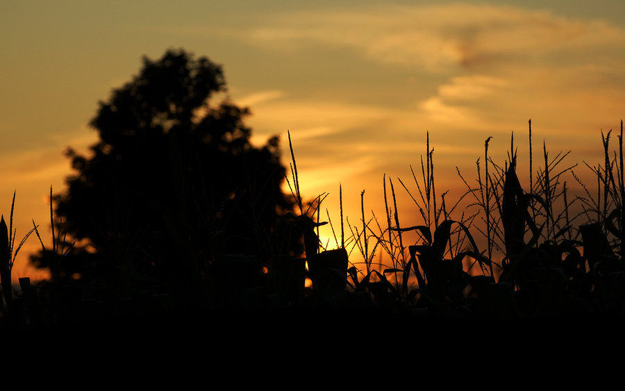 [Harvest Sunset]